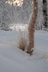 Golden grasses and a silver birch tree grow up out of snow
