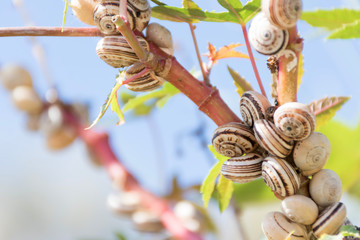 Muchas crias de caracol juntas en una planta
