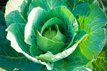 head of cabbage