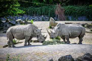 Rhino