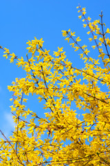 Forsythia flowers on blue sky background.