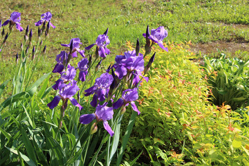 Purple irises on the flower bed in the garden