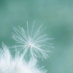 A fuzz seed with white hairs on green and turquoise background