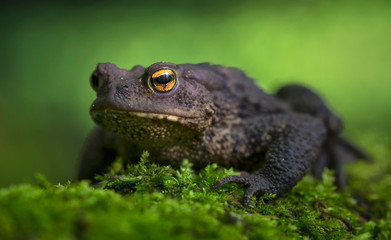 The frog in the wild nature