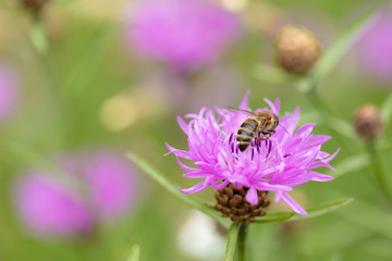 Biene auf lila Blume