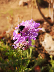 Hummel