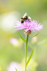 Hummel auf rosa Blume