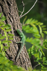 the emerald lizard