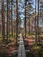 path in the forest