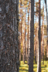 Amazing forest in Estonia