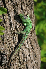 Naklejka na ściany i meble the emerald lizard