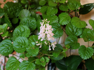 Houseplant Plectranthus verticillatus close up