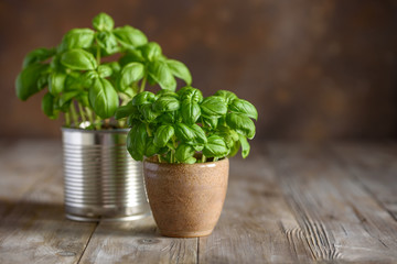 Young fresh basil in pots. Home grown basil. Selective focus. Copy space 