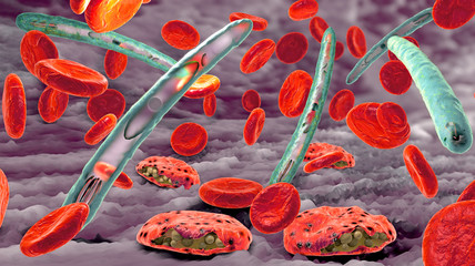 Malaria pathogen causing malaria illness and blood cells into blood circulation - 3d illustration - obrazy, fototapety, plakaty