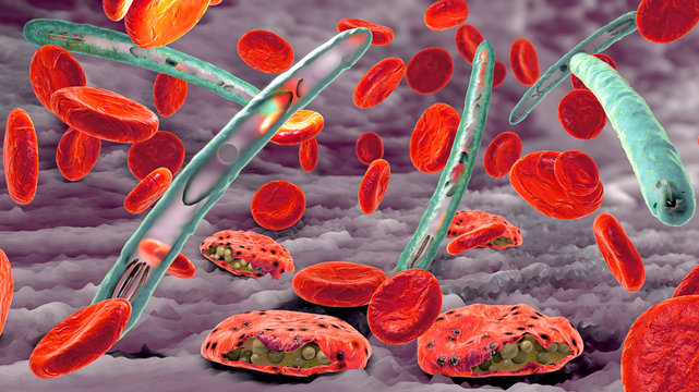 Malaria pathogen causing malaria illness and blood cells into blood circulation - 3d illustration