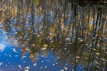 Reflection of coastal trees in the water surface.