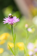 bumblebee on flower