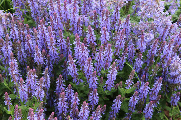 Sage, Salvia in the garden