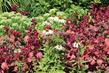 Fototapeta na wymiar Garden plants Echinacea, Iresine and Sedum