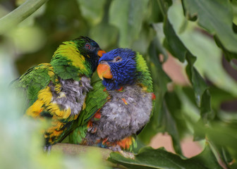 Trichoglossus haematodus capistratus, Edwards lori, Edwards lorikeet. Green head with blue streaking, breast pale yellow, green abdomen. Two birds sitting on the branch. Birds love