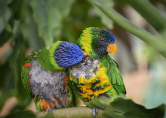 Trichoglossus haematodus capistratus, Edwards lori, Edwards lorikeet. Green head with blue streaking, breast pale yellow, green abdomen. Two birds sitting on the branch. Birds love