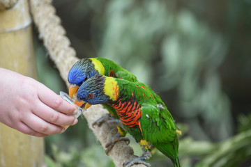 Biak lorikeet, Trichoglossus haematodus rosenbergii, Rosenbergs lori. Feeding parrots. Communication of children with animals