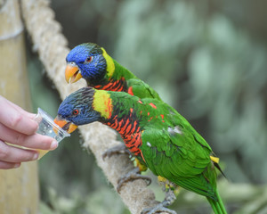 Biak lorikeet, Trichoglossus haematodus rosenbergii, Rosenbergs lori. Medium-sized arboreal parrots with brush-tipped tongues for feeding on nectar of blossoms, fruits, berries