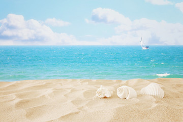 Empty sand beach and shells in front of summer sea background with copy space