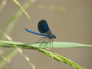 dragonfly on a blade of grass