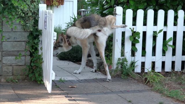 Ein Hund pinkelt gegen einen Gartenzaun, zwei Szenen