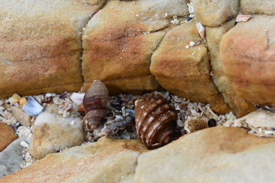 Sea Shells Cape St Francis