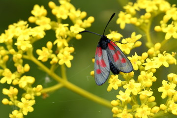 butterfly petranka clover