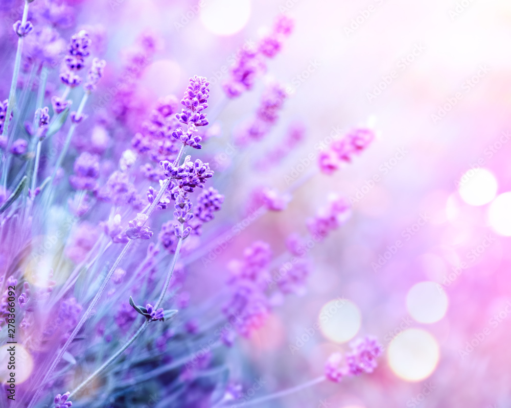 Sticker Lavender. Blooming fragrant lavender flowers on a field, closeup. Violet background of growing lavender swaying on wind. Aromatherapy