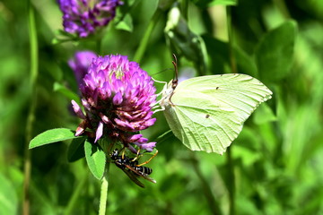 butterfly and wasp on clover