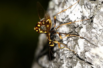 wasp rider-rissa on the trunk