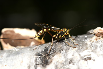 wasp rider-rissa on the trunk