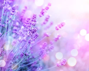 Printed kitchen splashbacks Best sellers Flowers and Plants Lavender. Blooming fragrant lavender flowers on a field, closeup. Violet background of growing lavender swaying on wind. Aromatherapy