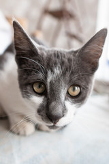 white cat with black spots