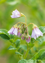flowers of potatoes on a branch