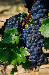 Fototapeta premium Bunch of ripe red grape on vine with green leaves