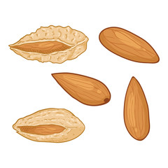 Vector Set of Cartoon Almond Nuts.