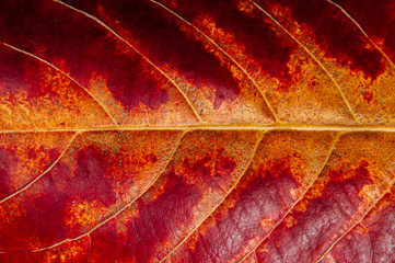 Macro close up red yellow autumn leaf detail with veins - Nature leaf abstract background