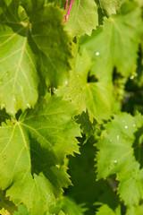 young vine leaves as background