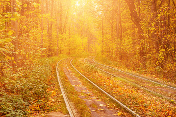 Fototapeta premium Rails in the forest