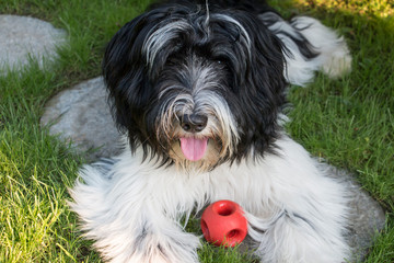 Schapendoes Puppy playing and runnig