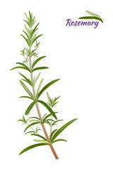 Rosemary Rosmarinus officinalis perennial herb with fragrant evergreen leaves. Rosemary isolated. Vector.