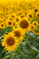 sunflower flowers on the field as background