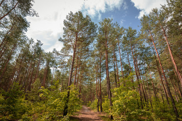 Pine forest in July.