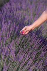 touching lavender