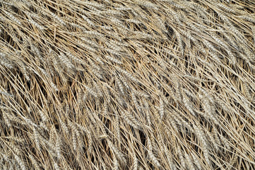 Yellow wheat texture.